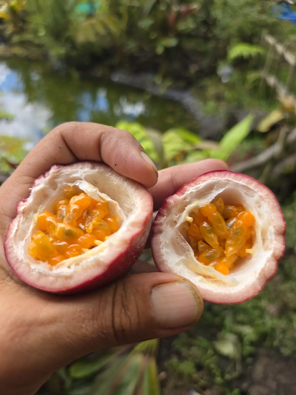 Lilikoi (Passionfruit) used in Fruity Puppy Original