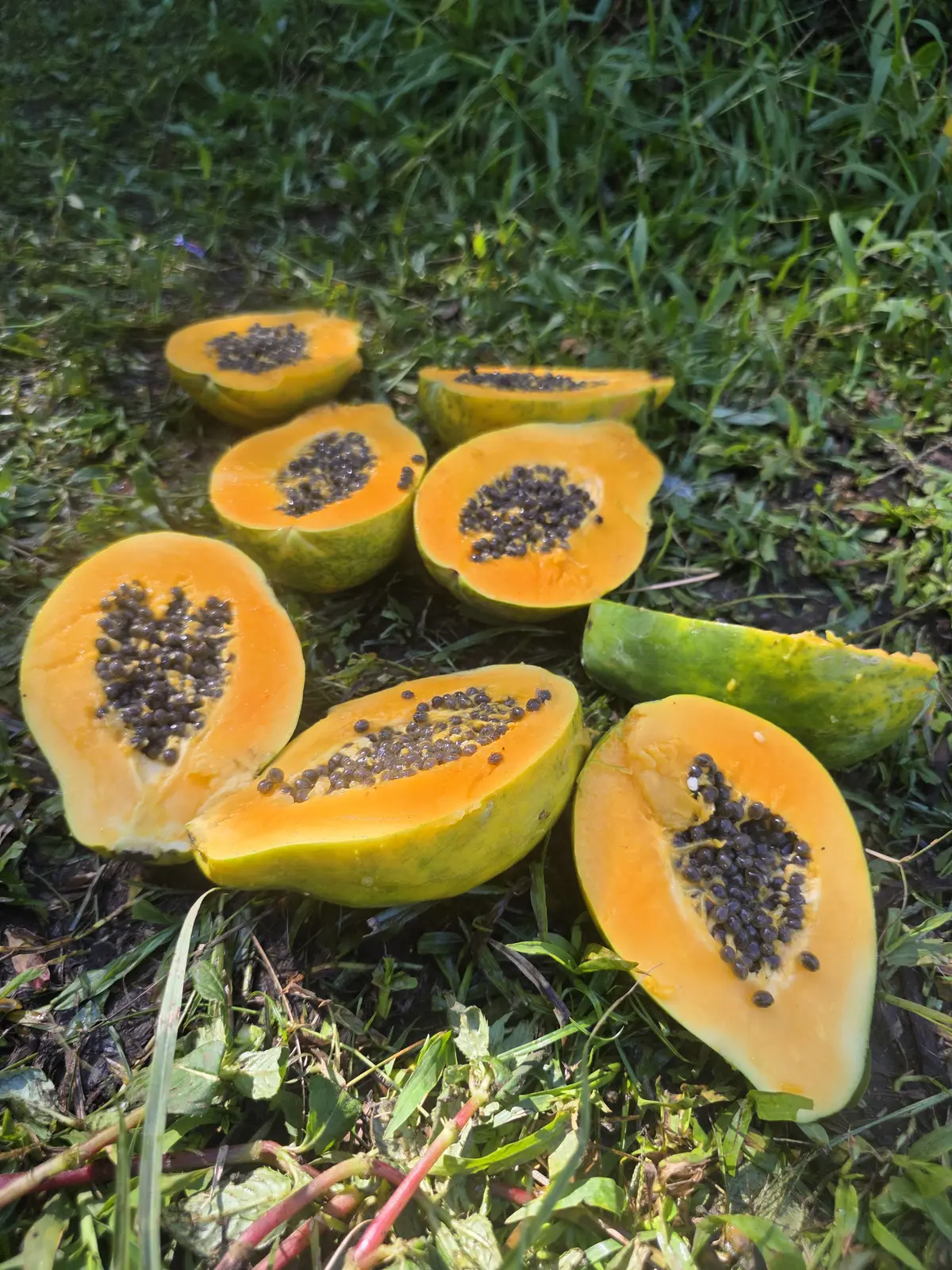 Papaya used in Fruity Puppy Original