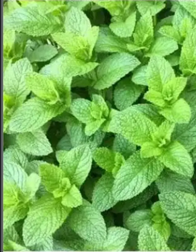 Spearmint used in Fruity Puppy Original