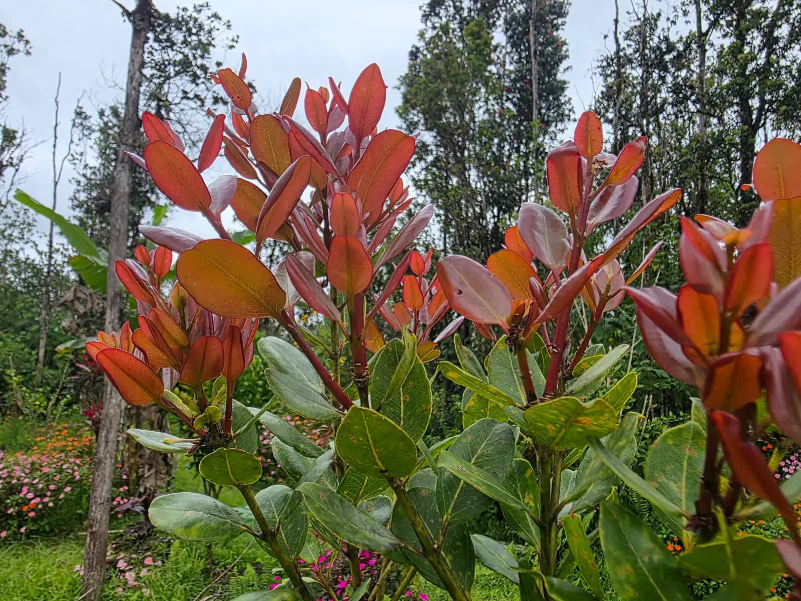 Guava Leaf