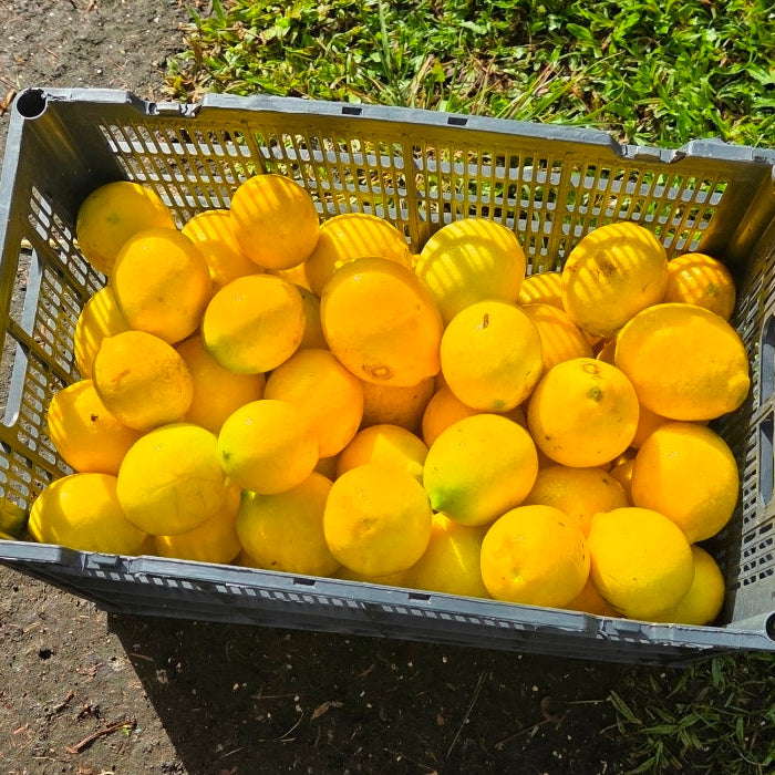 Lemon Peel