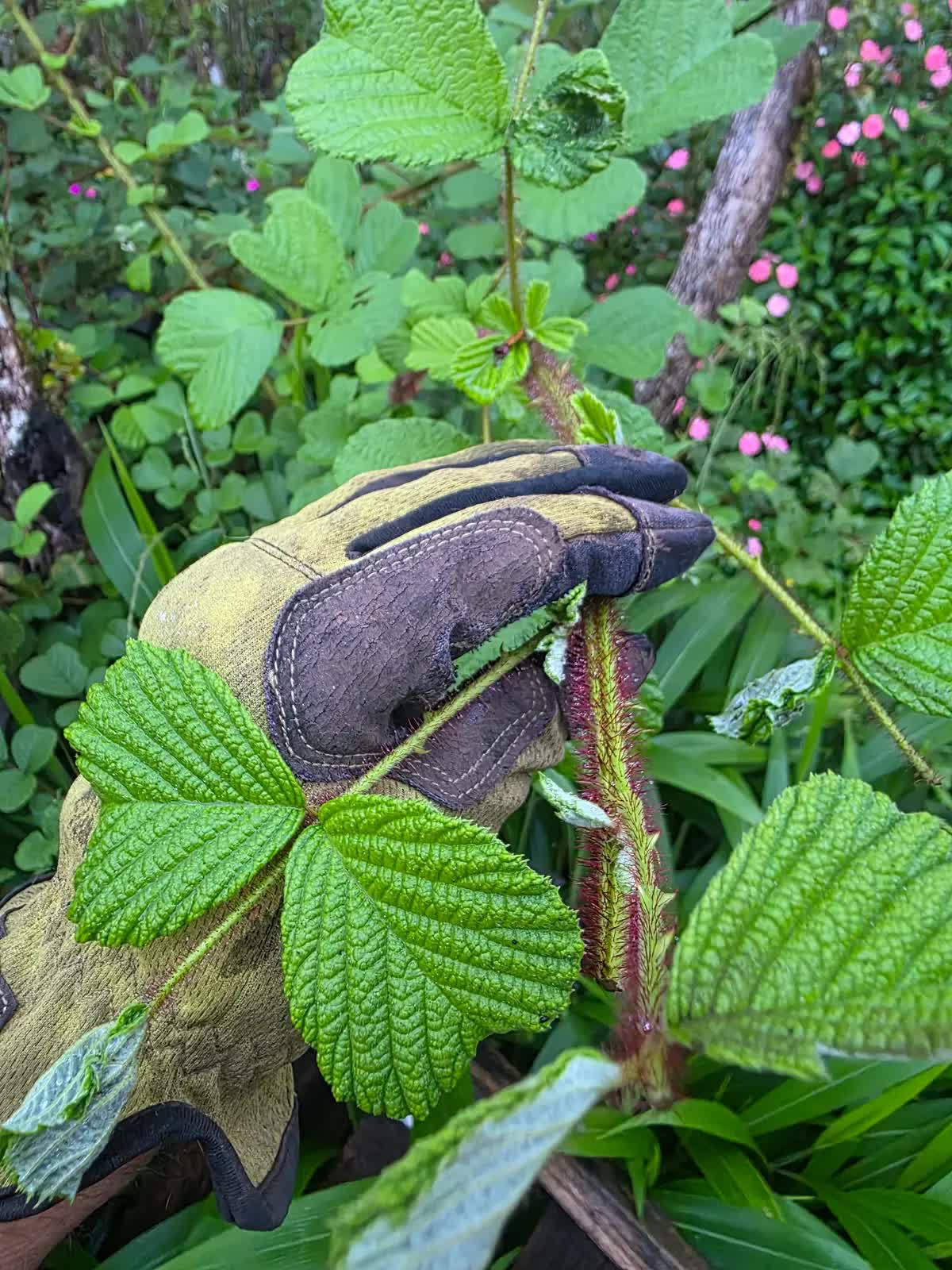 Stickerbush Cane